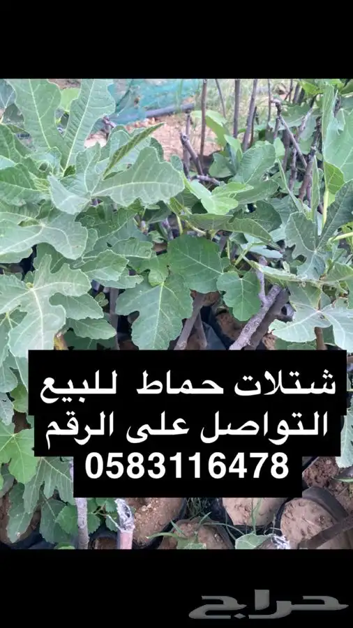 حماط نوعية ممتازه 0