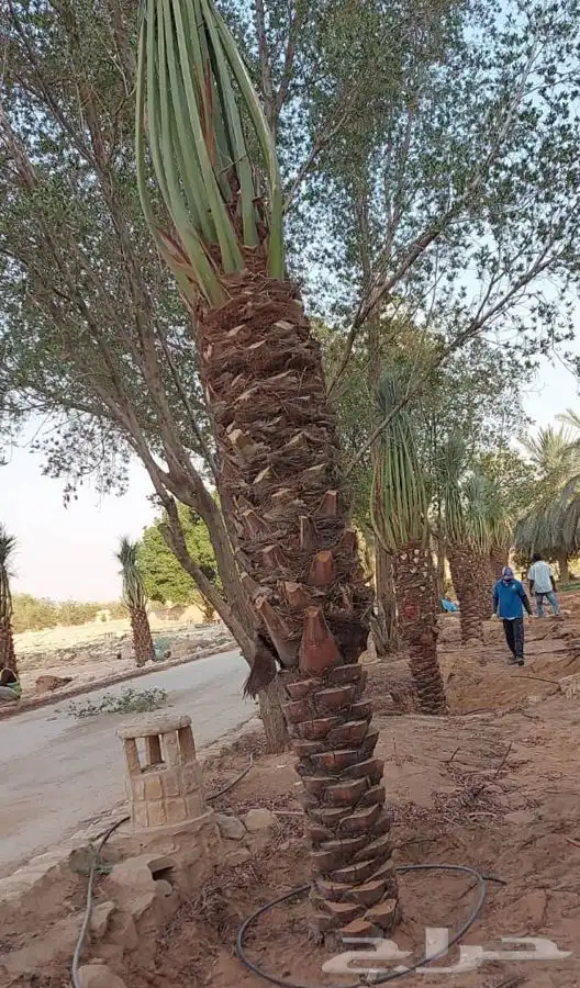 زراعة نخيل واشجار بريه   زراعة القصور والفلل 0