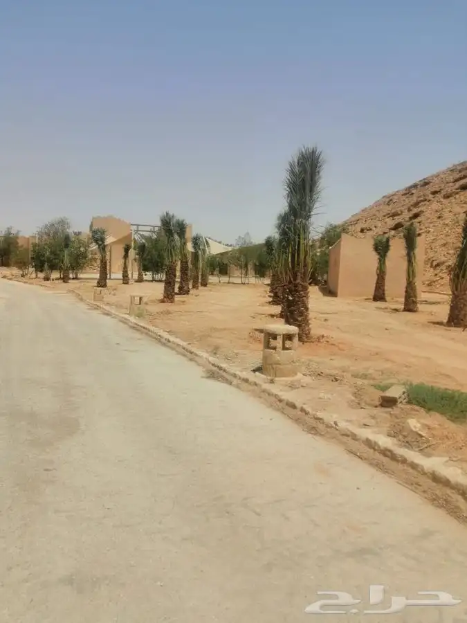زراعة نخيل واشجار بريه   زراعة القصور والفلل 9