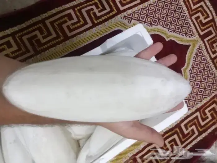 متوفر عظم الحبار للطيور بلفلين حجم كبير وسط صغير 0