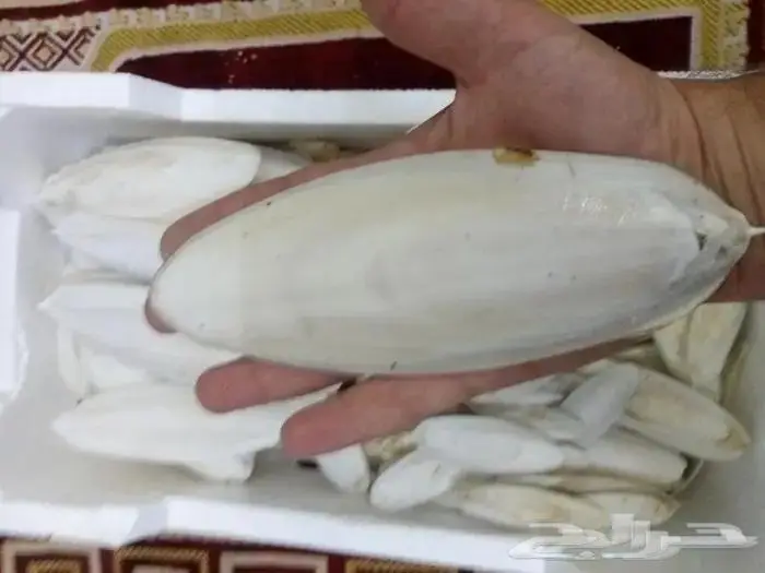 متوفر عظم الحبار للطيور بلفلين حجم كبير وسط صغير 3