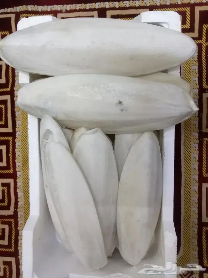 متوفر عظم الحبار للطيور بلفلين حجم كبير وسط صغير 1