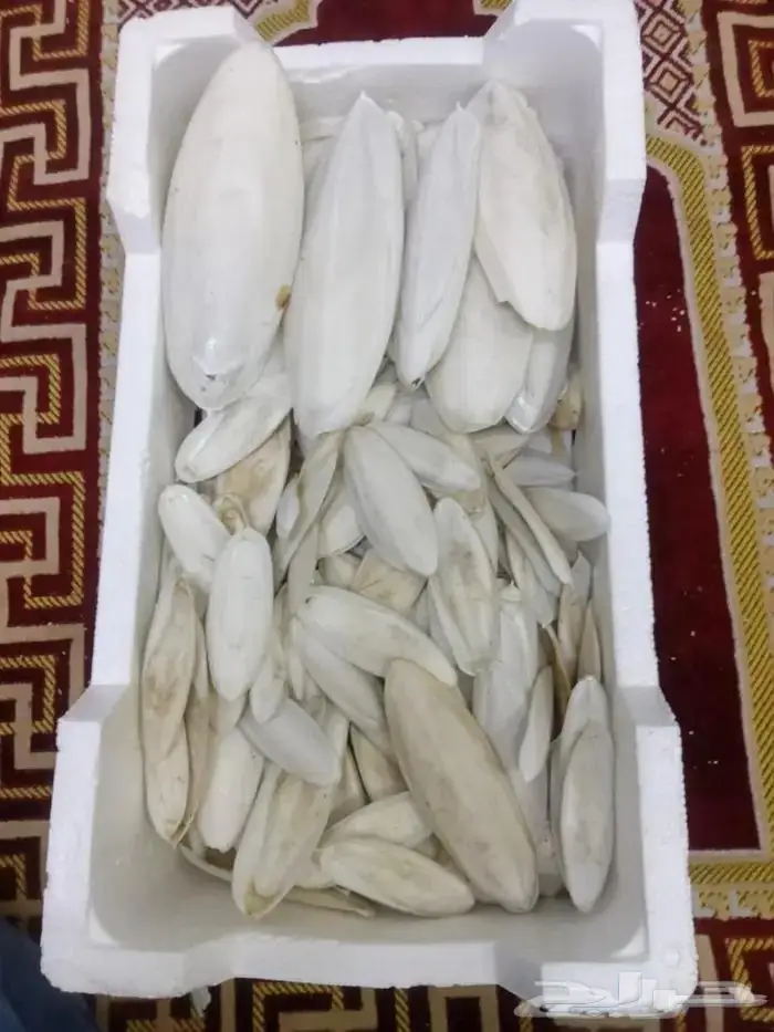 متوفر عظم الحبار للطيور بلفلين حجم كبير وسط صغير 2