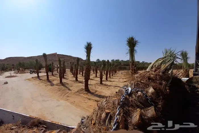 زراعة نخيل واشجار بريه   زراعة القصور والفلل 4