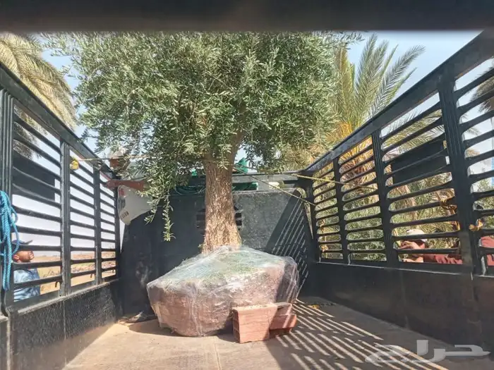 زراعة نخيل واشجار بريه   زراعة القصور والفلل 10