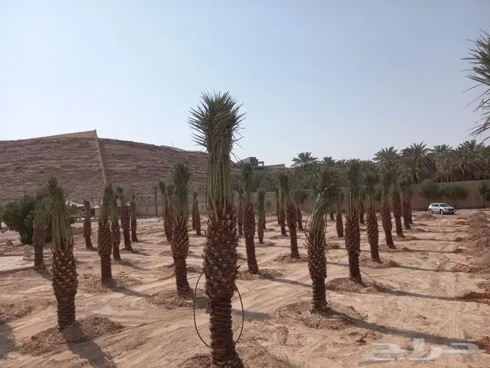 زراعة نخيل واشجار بريه   زراعة القصور والفلل 2