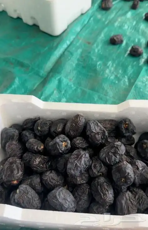 عجوة المدينه 10