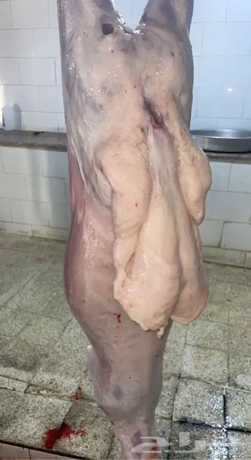 ذبايح حريه طليان ورخال وباسعار جدا مناسبه يوجد ذبح وتوصيل 1