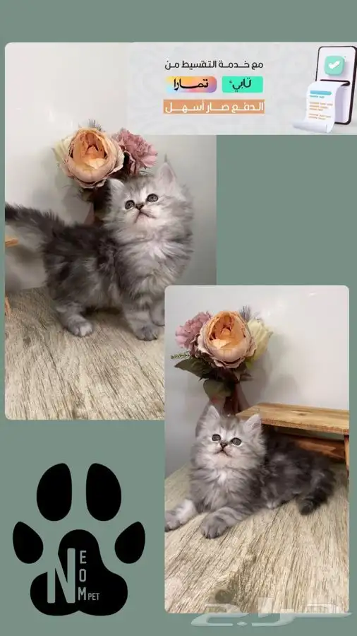 9 قطط صغيره كيتن هملايا سكوتش بيرشن شيرازي قطه بسه بيكي فيس 1