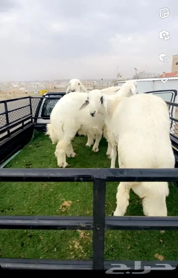 مناسباتكم خرفان وتيوس حشوان وحسلان 24