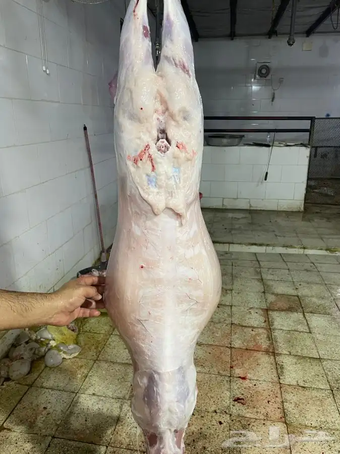 ذبايح حريه طليان ورخال وباسعار جدا مناسبه يوجد ذبح وتوصيل 6