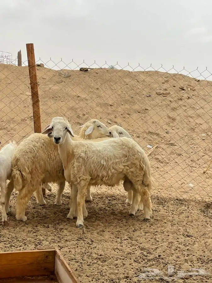 ذبايح حريه طليان ورخال وباسعار جدا مناسبه يوجد ذبح وتوصيل 8