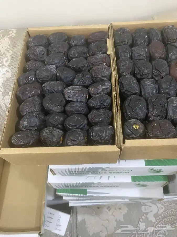 عجوة المدينه 2