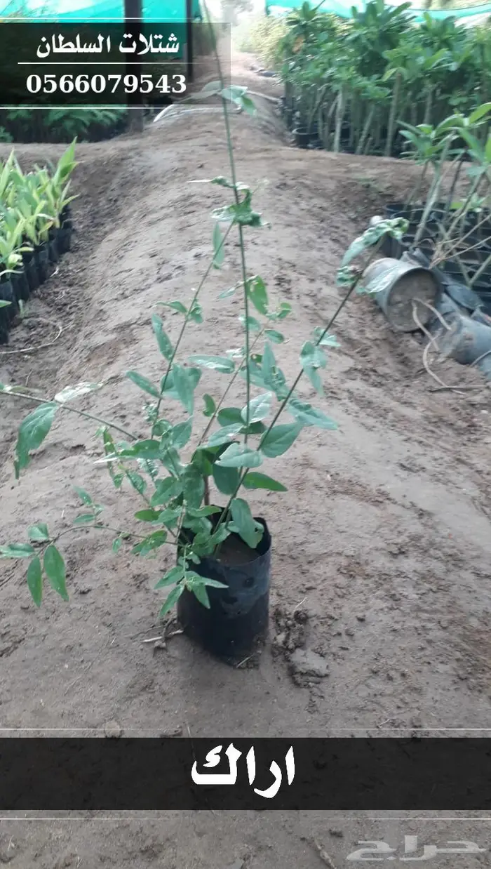 جهز طلبيتك قبل الموسم 58