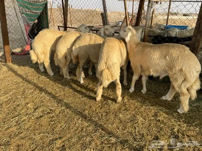 ذبايح حريه طليان ورخال وباسعار جدا مناسبه يوجد ذبح وتوصيل 5