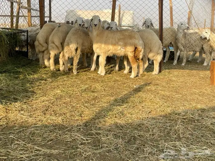 ذبايح حريه طليان ورخال وباسعار جدا مناسبه يوجد ذبح وتوصيل 3