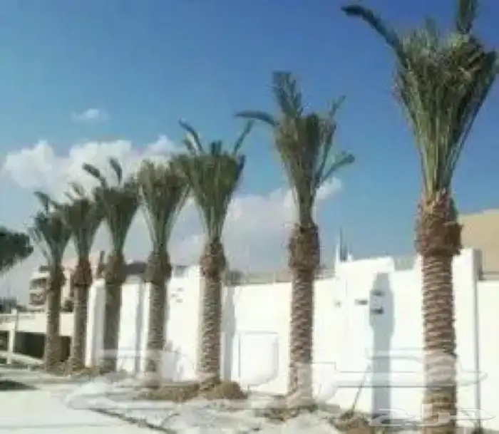 تركيب الثيل الطبيعي سي 2000 الدرجة الأولى وقص الثيل 5