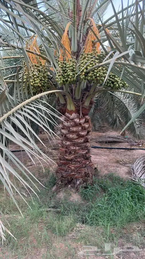 يوجد لدينا نقايل نخيل نوايع مثمره 1