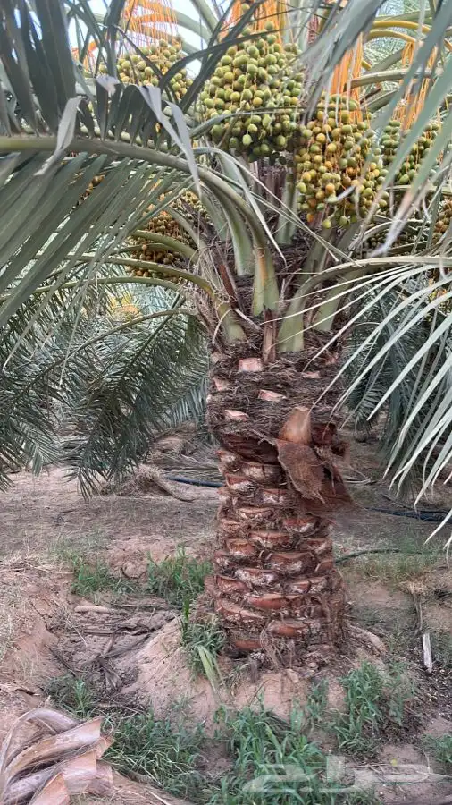 يوجد لدينا نقايل نخيل نوايع مثمره 0