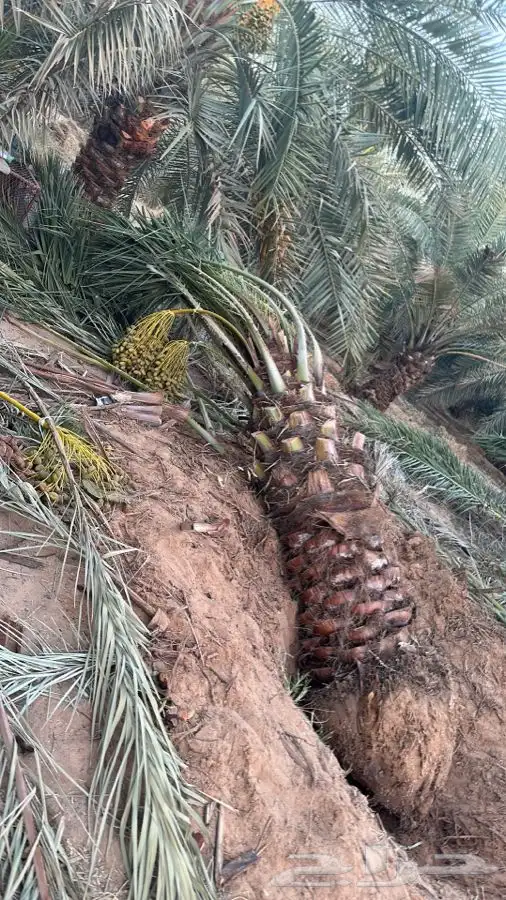 يوجد لدينا نقايل نخيل نوايع مثمره 2