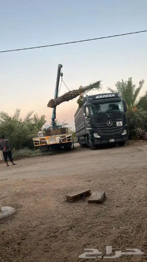 يوجد لدينا نقايل نخيل نوايع مثمره 6