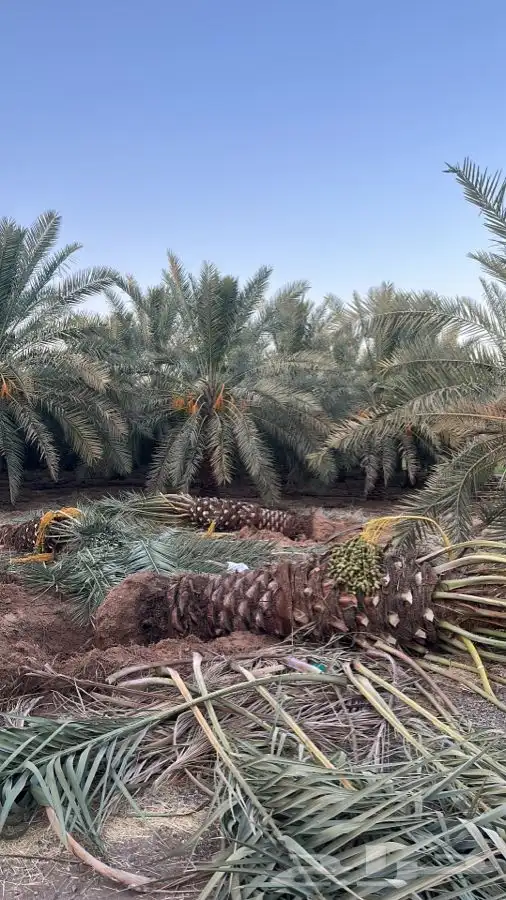 يوجد لدينا نقايل نخيل نوايع مثمره 4