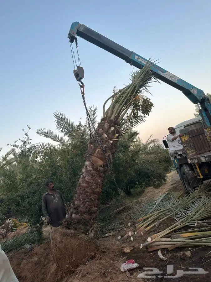 يوجد لدينا نقايل نخيل نوايع مثمره 5