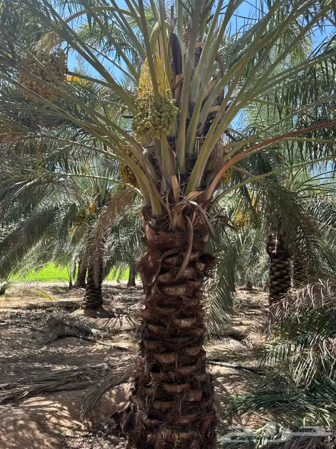 يوجد لدينا نقايل نخيل نوايع مثمره 11