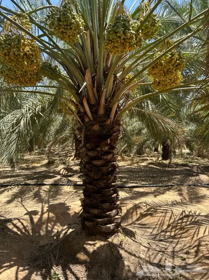 يوجد لدينا نقايل نخيل نوايع مثمره 9