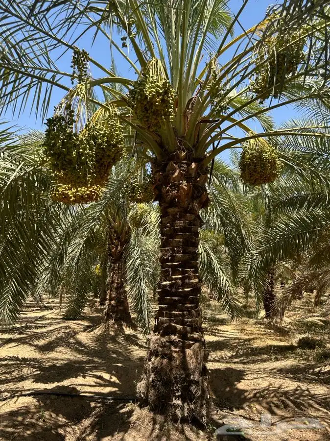يوجد لدينا نقايل نخيل نوايع مثمره 8