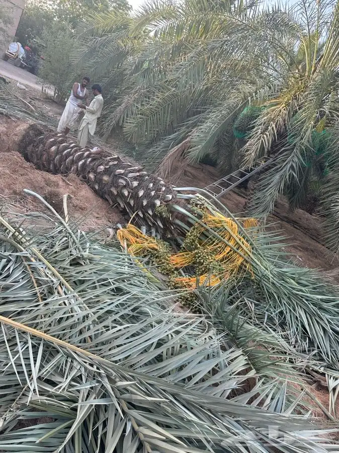 يوجد لدينا نقايل نخيل نوايع مثمره 3