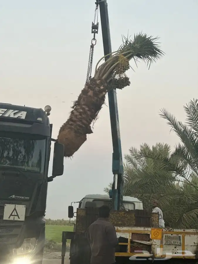 يوجد لدينا نقايل نخيل نوايع مثمره 7
