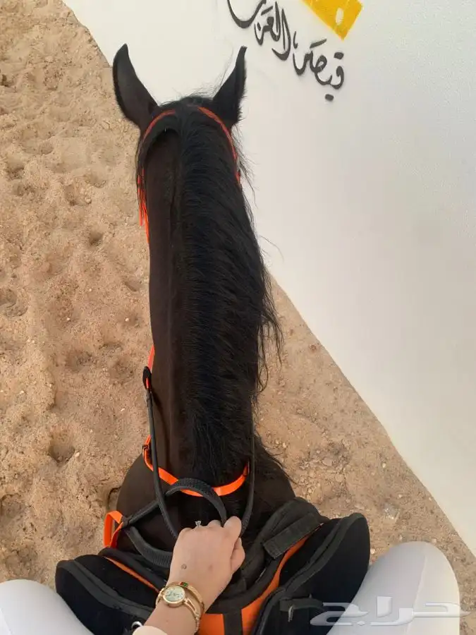 دورات تعليم ركوب الخيل 32