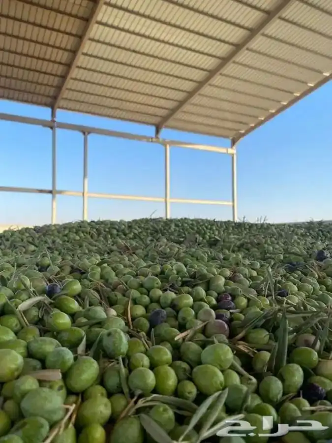زيت زيتون الجوف عضوي بكر عصره أولى على البارد 8