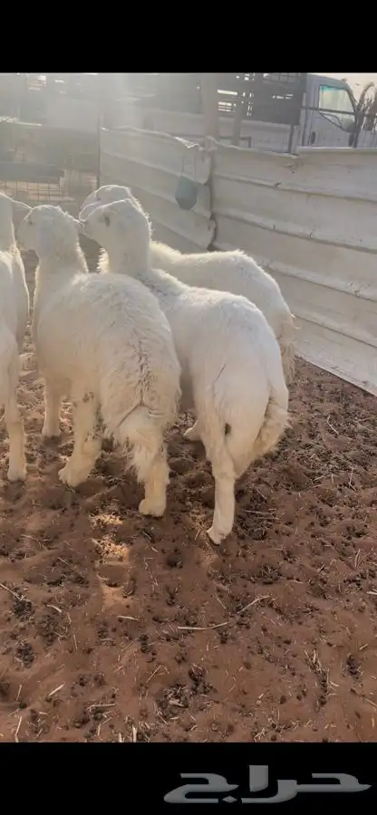 ذبايح حريات مع الصلخ والتوصيل 2