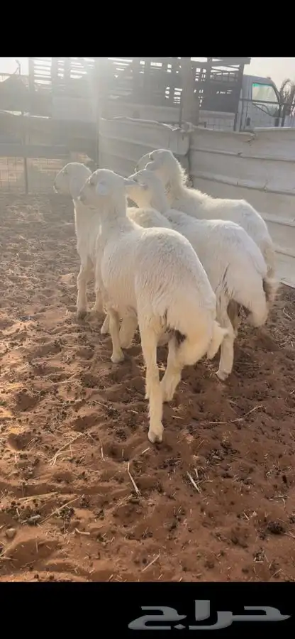 ذبايح حريات مع الصلخ والتوصيل 5