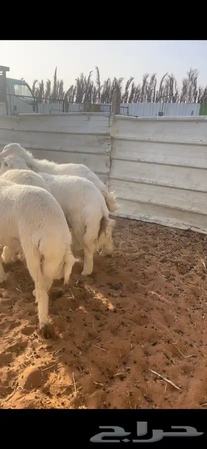 ذبايح حريات مع الصلخ والتوصيل 4