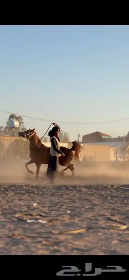 عسف الخيول 1
