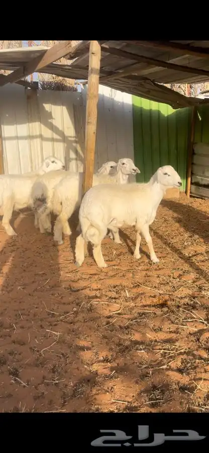 ذبايح حريات مع الصلخ والتوصيل 3