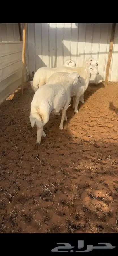 ذبايح حريات مع الصلخ والتوصيل 0