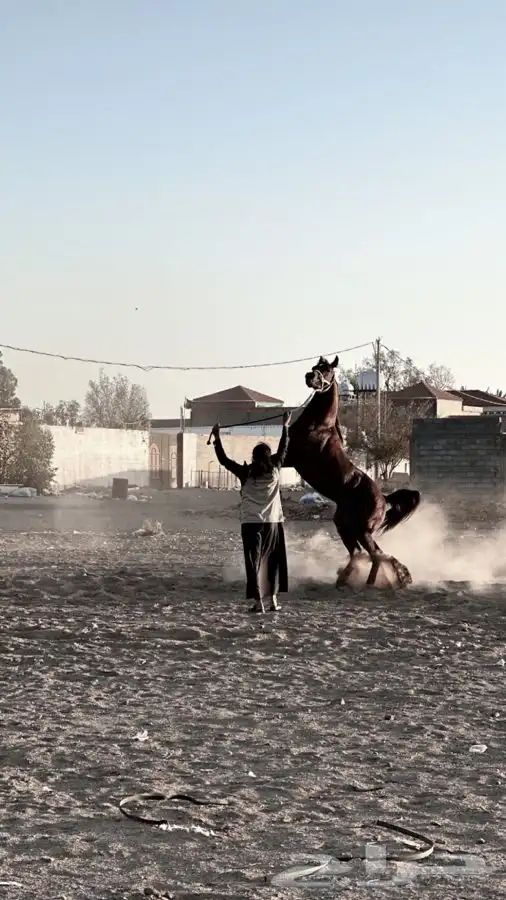 عسف الخيول 0