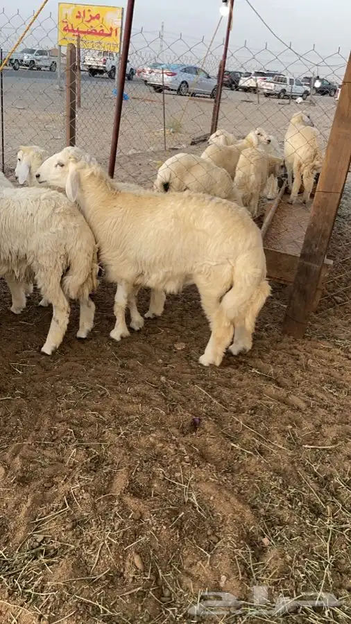 ذبايح وطليان حريه شرط نظيفه من البر 1