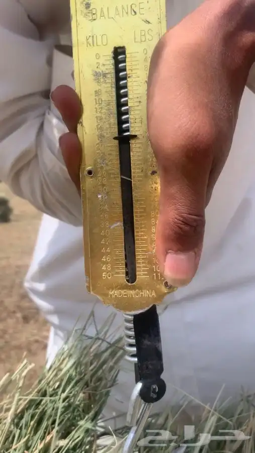 علف بلوبنك 8