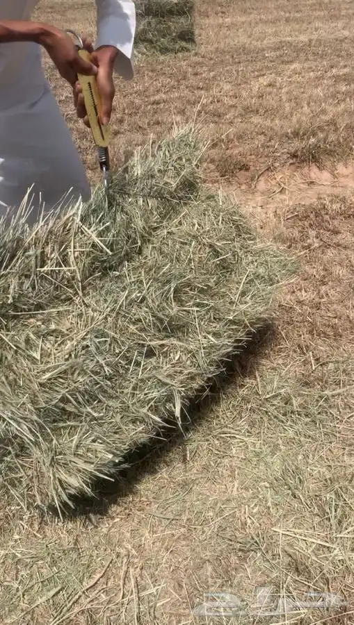 علف بلوبنك 7