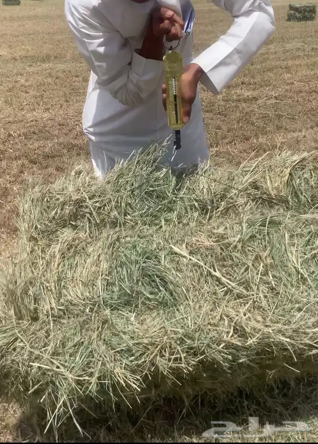 علف بلوبنك 6