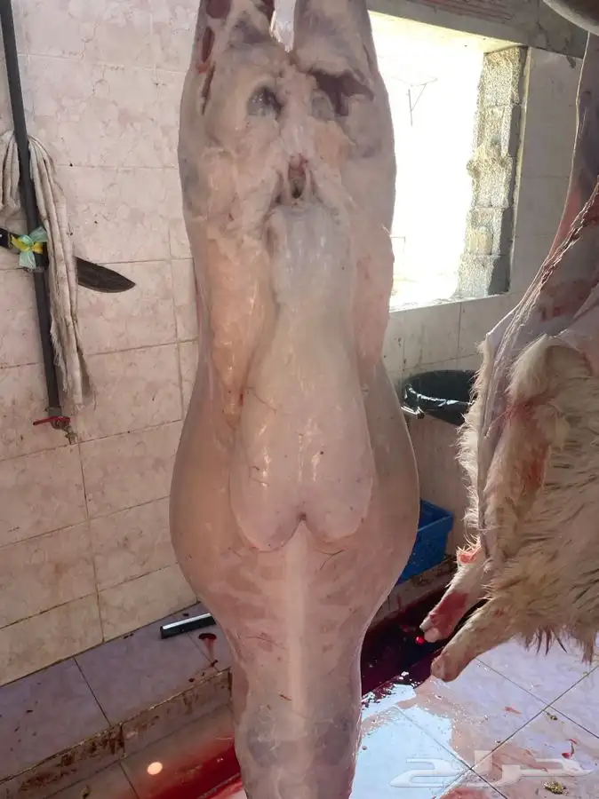 ذبايح وطليان حريه شرط نظيفه من البر 6