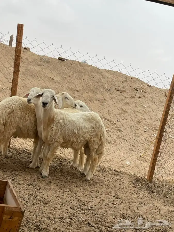 ذبايح وطليان حريه شرط نظيفه من البر 11