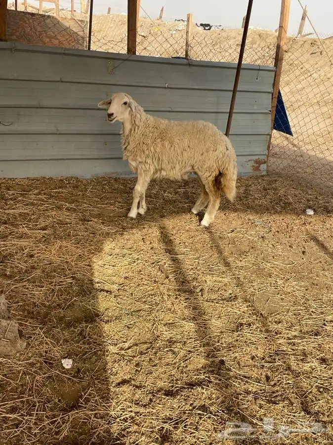 ذبايح وطليان حريه شرط نظيفه من البر 2