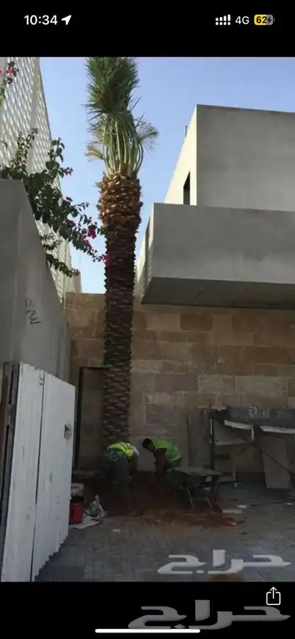 نخيل ( فسايل   نقايل   جثايث ) نخل عربي 20