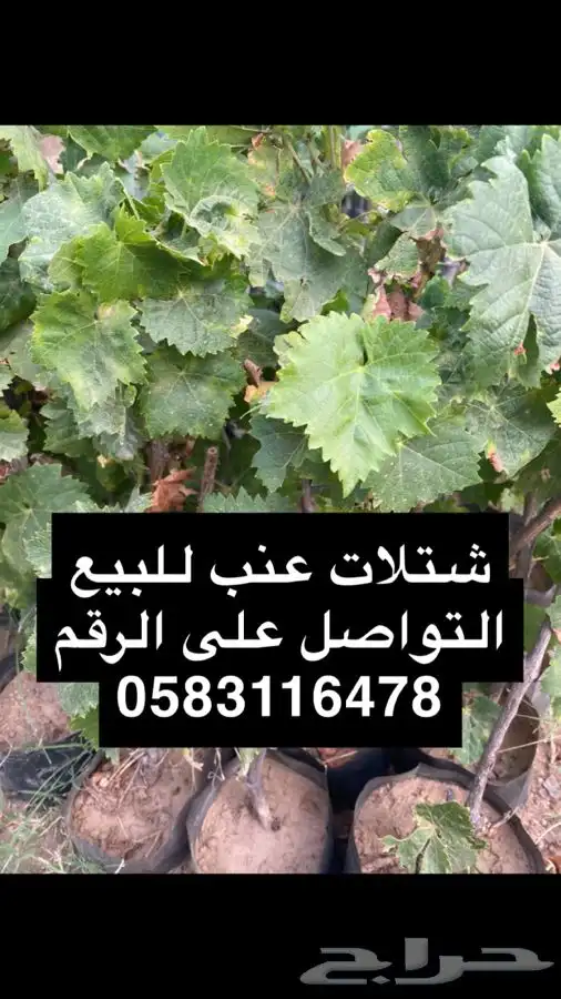 شتلات عنب ممتازه جدا 0